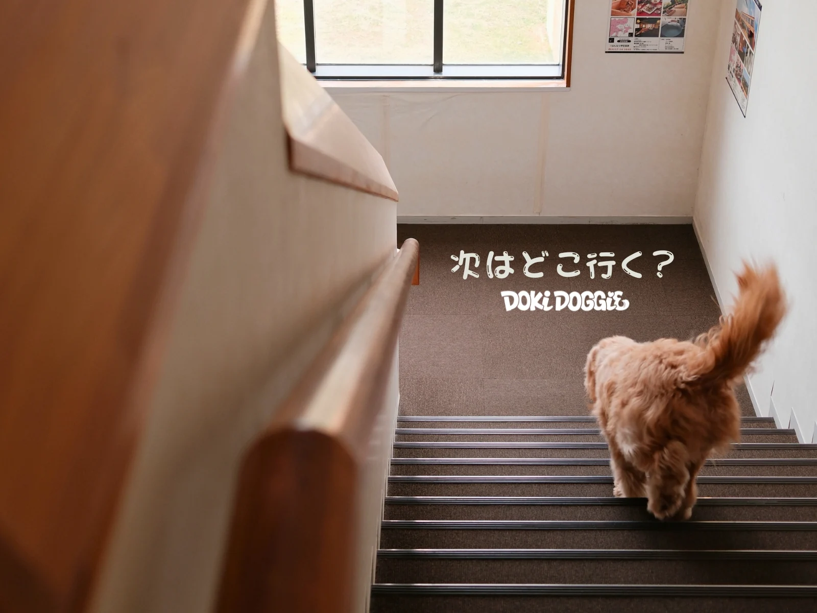 次はどこ行く？館内の階段を下りるわんちゃん