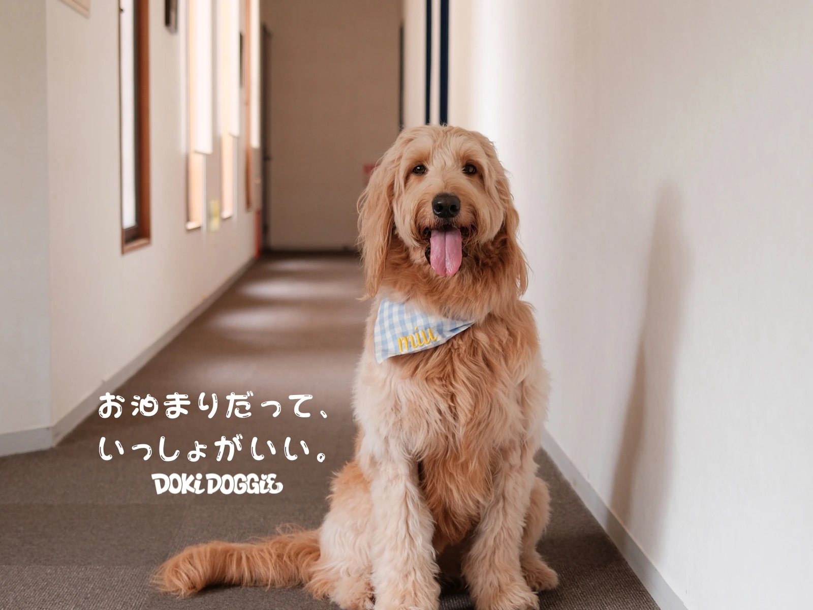 お泊まりだって、いっしょがいい。館内の廊下でくつろぐわんちゃん