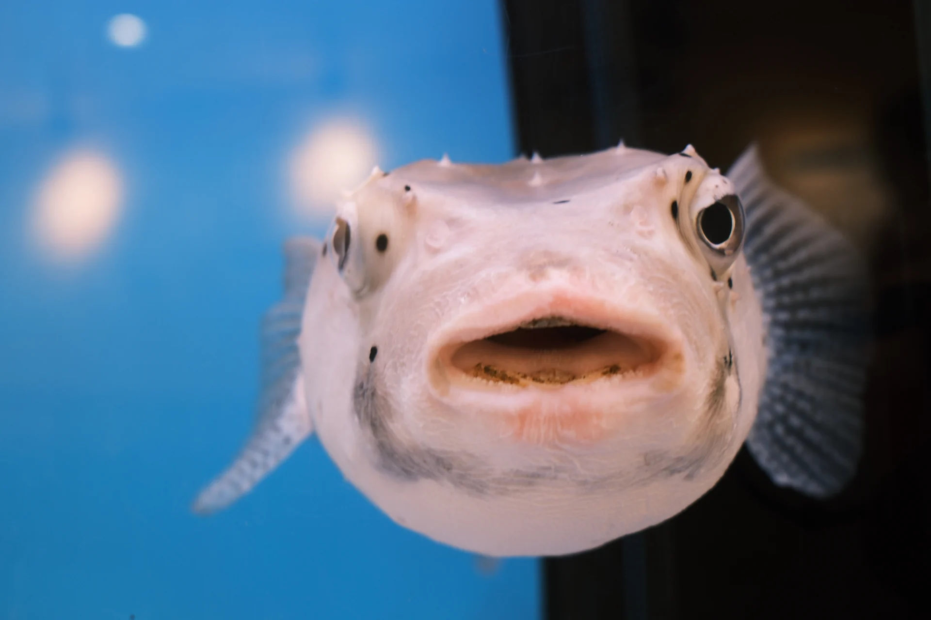 水槽の中からこちらを見つめる魚